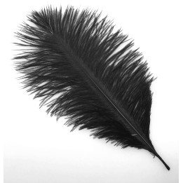 plumes autruche 25-30 cm