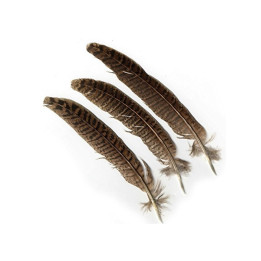 petites plumes de faisan commun