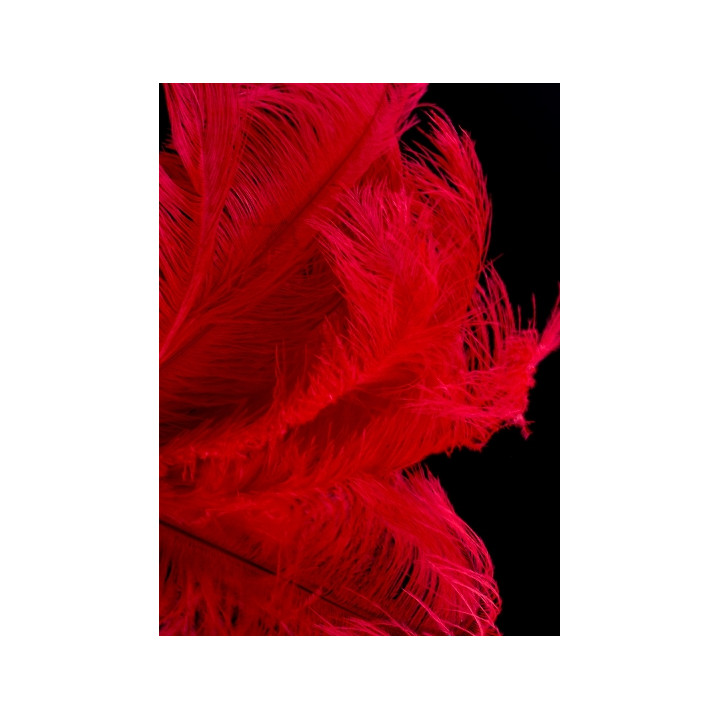 Autruche 30-40 cm rouge photo 2.jpg