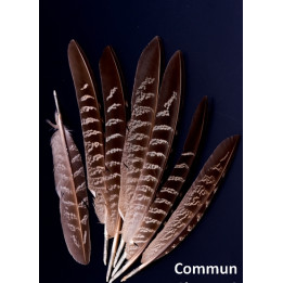 Faisan commun 18-22 cm aile naturel.jpg