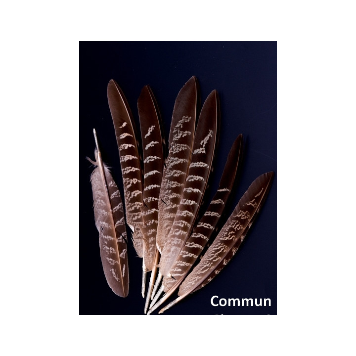 Faisan commun 18-22 cm aile naturel.jpg