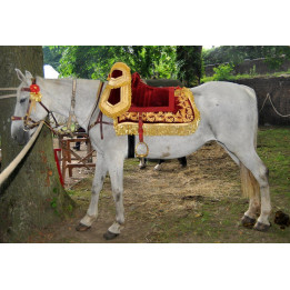 Carpet saddle of the emperor