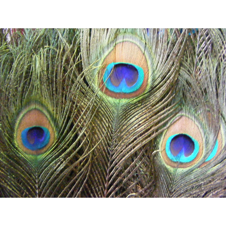 Plumes de paon: oeil