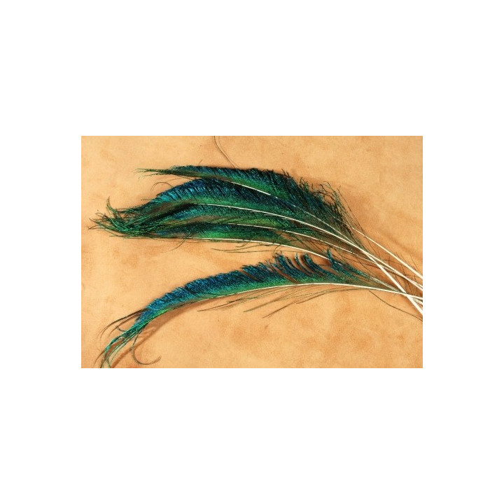 Plumes de paon sabre